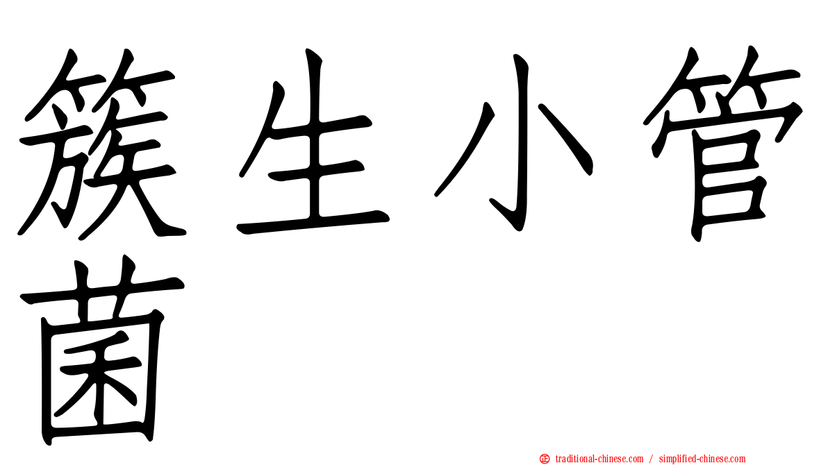 簇生小管菌