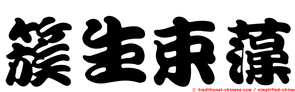 簇生束藻