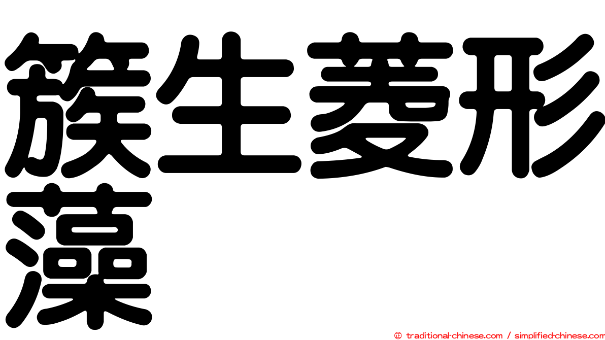 簇生菱形藻