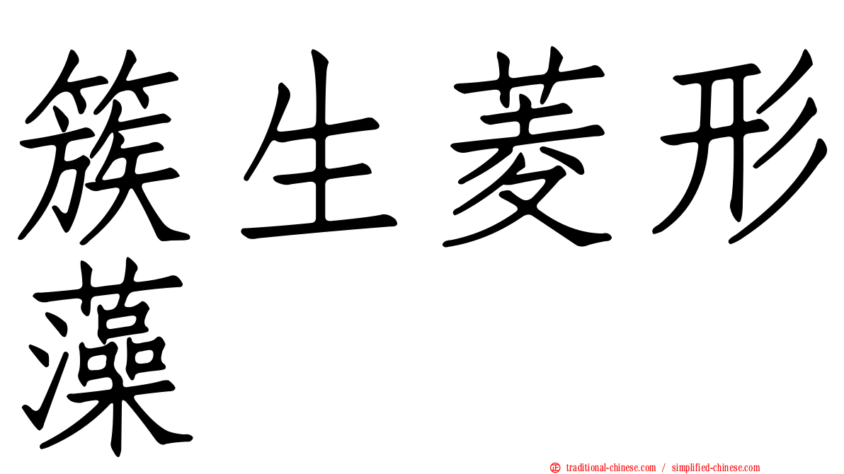簇生菱形藻