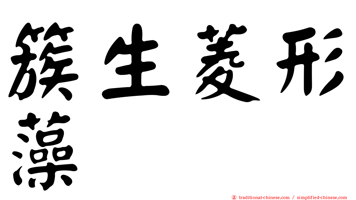 簇生菱形藻