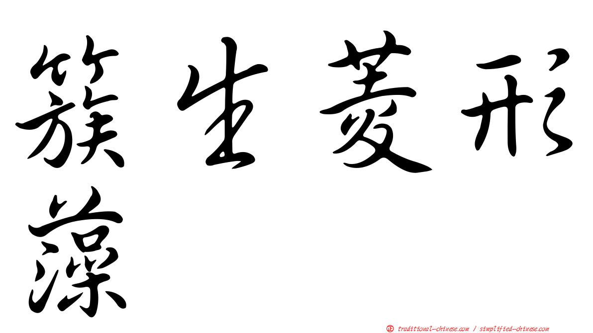 簇生菱形藻