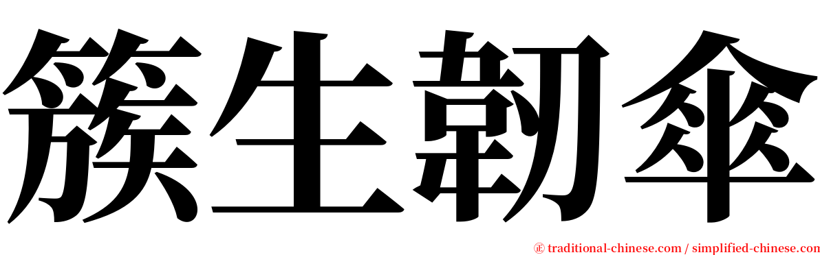 簇生韌傘 serif font
