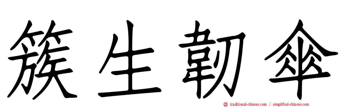簇生韌傘