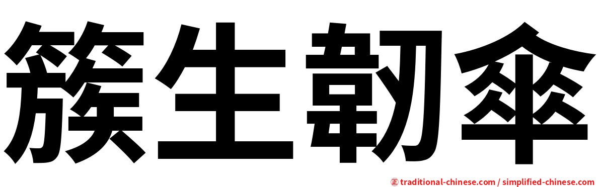 簇生韌傘