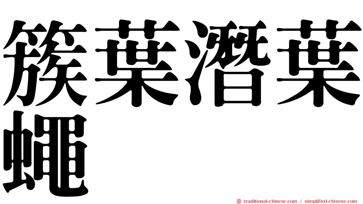 簇葉潛葉蠅