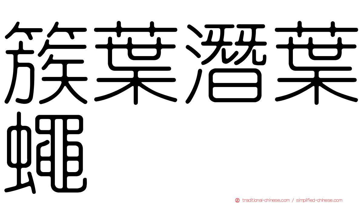 簇葉潛葉蠅