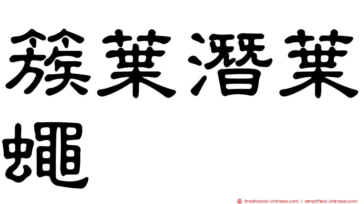 簇葉潛葉蠅