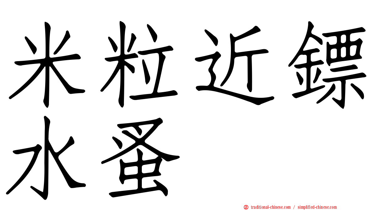 米粒近鏢水蚤