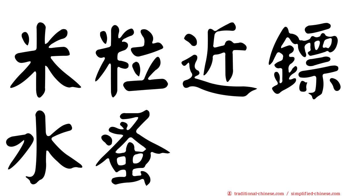 米粒近鏢水蚤