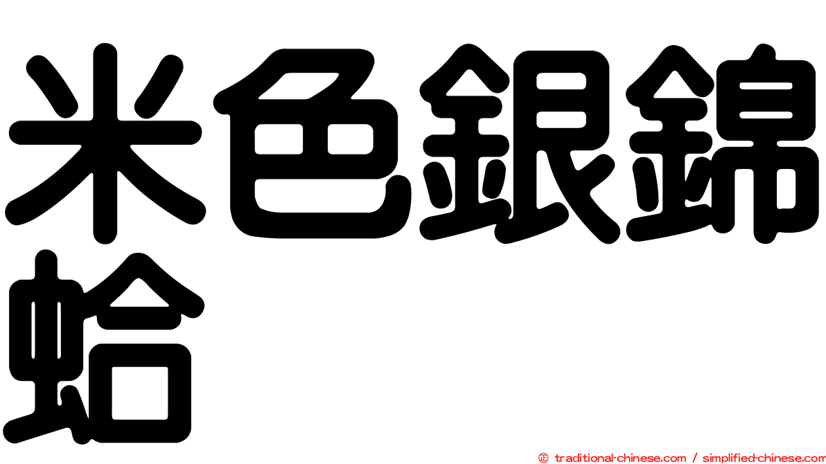 米色銀錦蛤