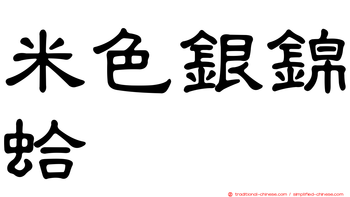 米色銀錦蛤