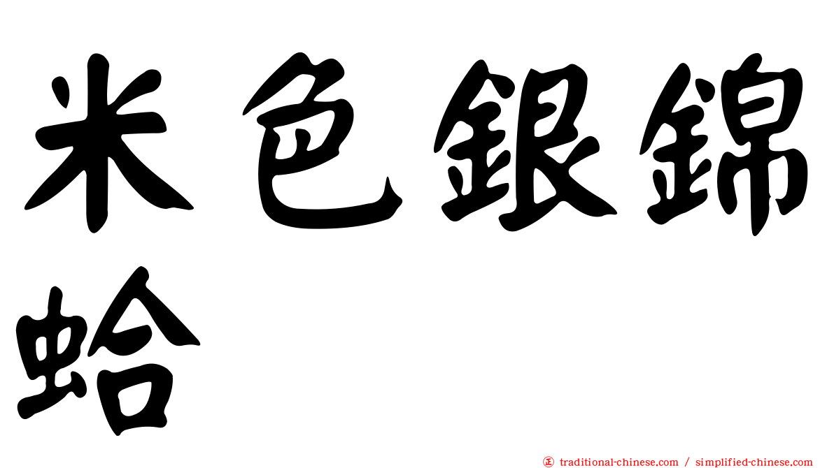 米色銀錦蛤