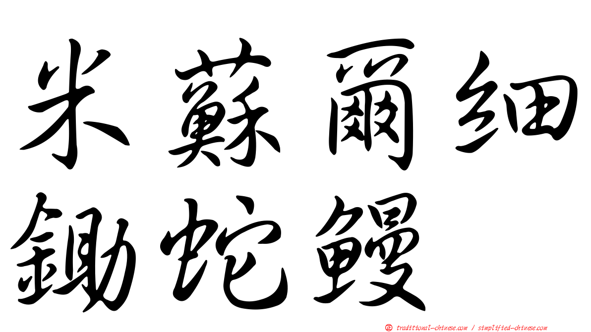 米蘇爾細鋤蛇鰻