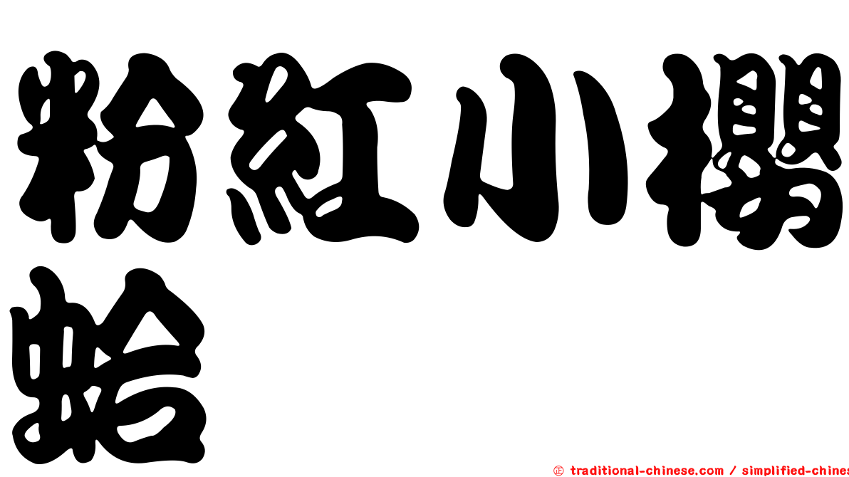 粉紅小櫻蛤