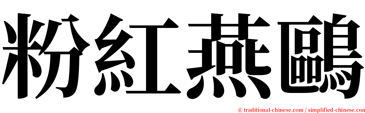 粉紅燕鷗 serif font