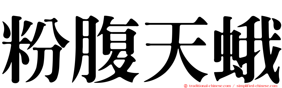 粉腹天蛾