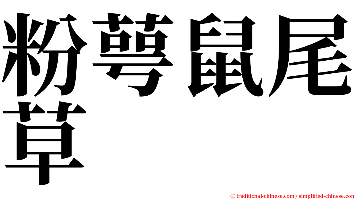 粉萼鼠尾草 serif font