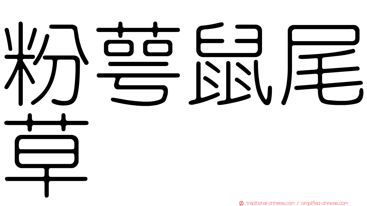 粉萼鼠尾草