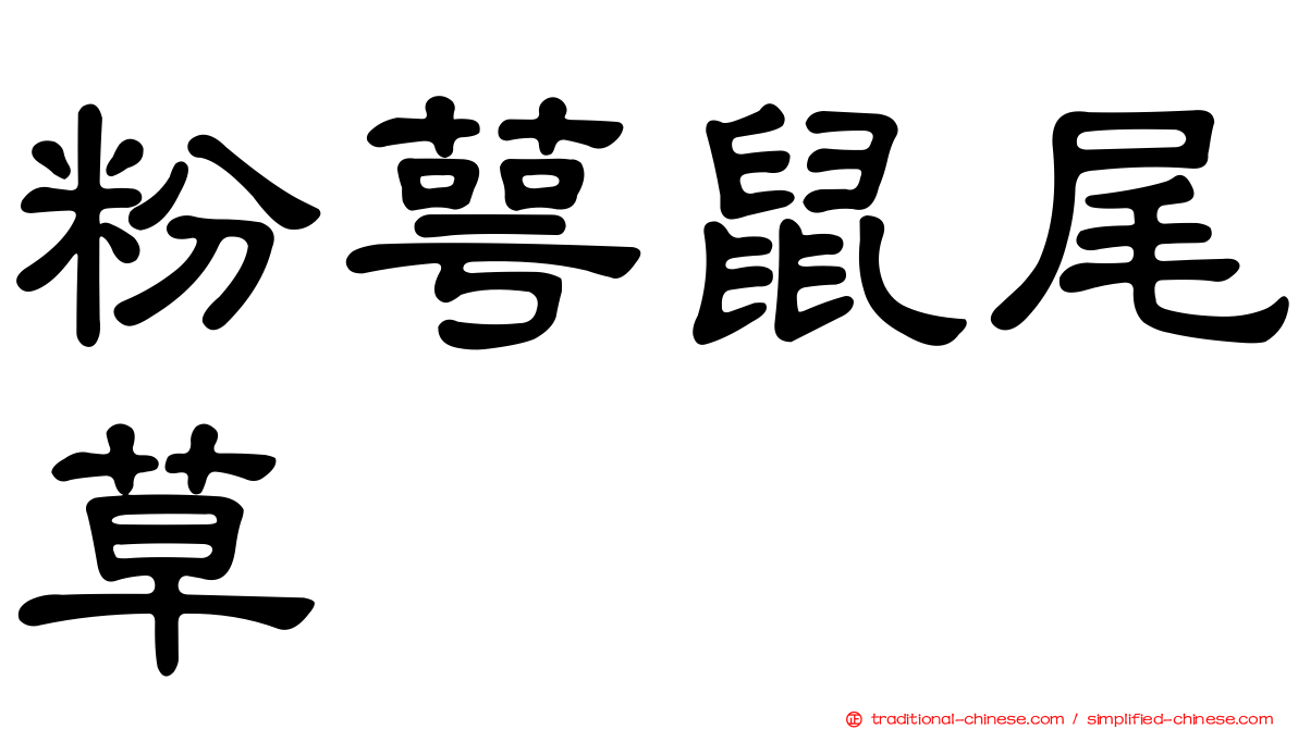 粉萼鼠尾草