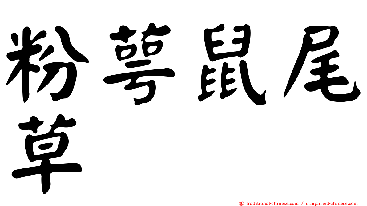 粉萼鼠尾草