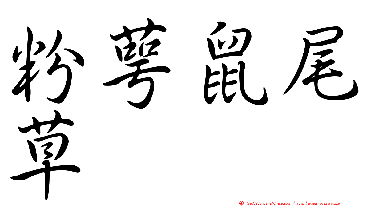 粉萼鼠尾草