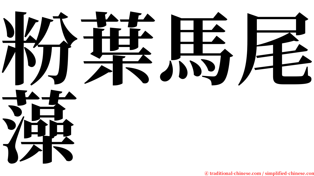 粉葉馬尾藻 serif font
