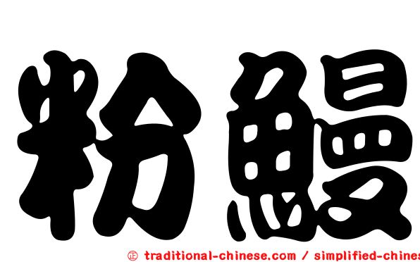 粉鰻
