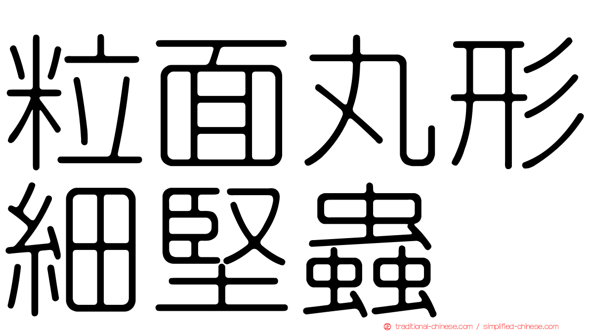 粒面丸形細堅蟲