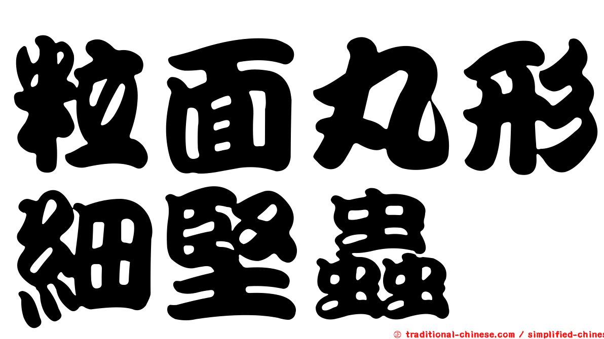 粒面丸形細堅蟲