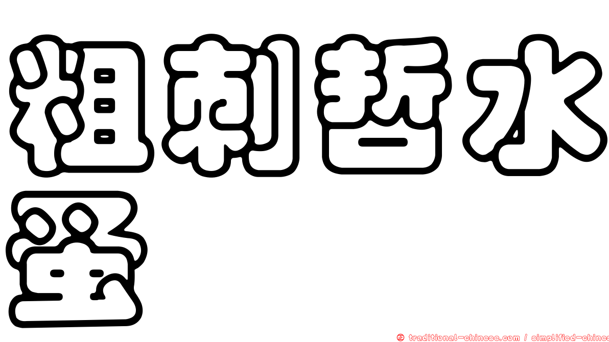 粗刺哲水蚤