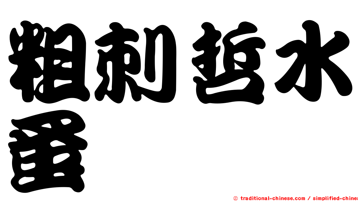 粗刺哲水蚤