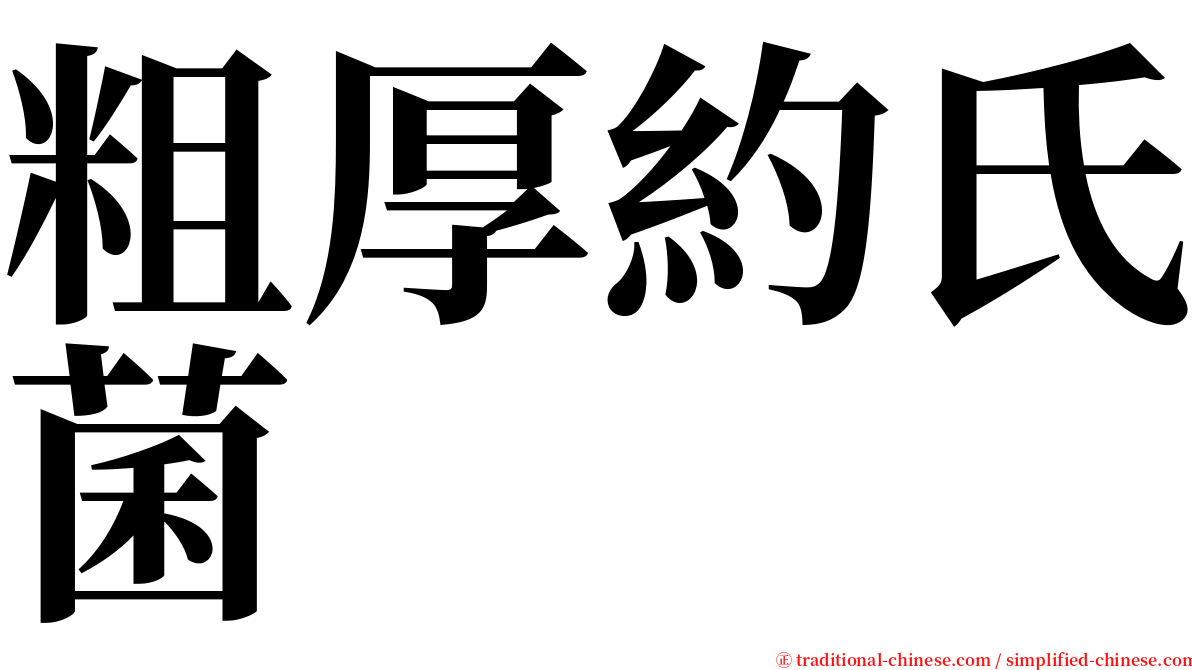 粗厚約氏菌 serif font