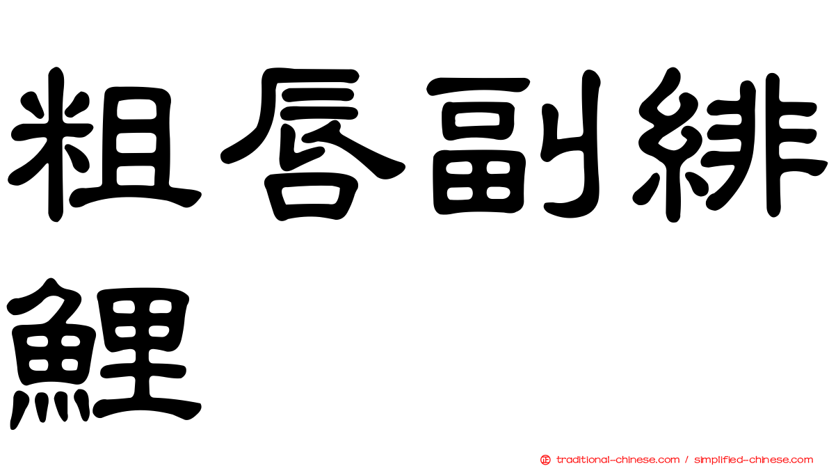 粗唇副緋鯉