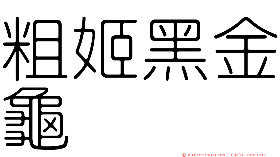 粗姬黑金龜