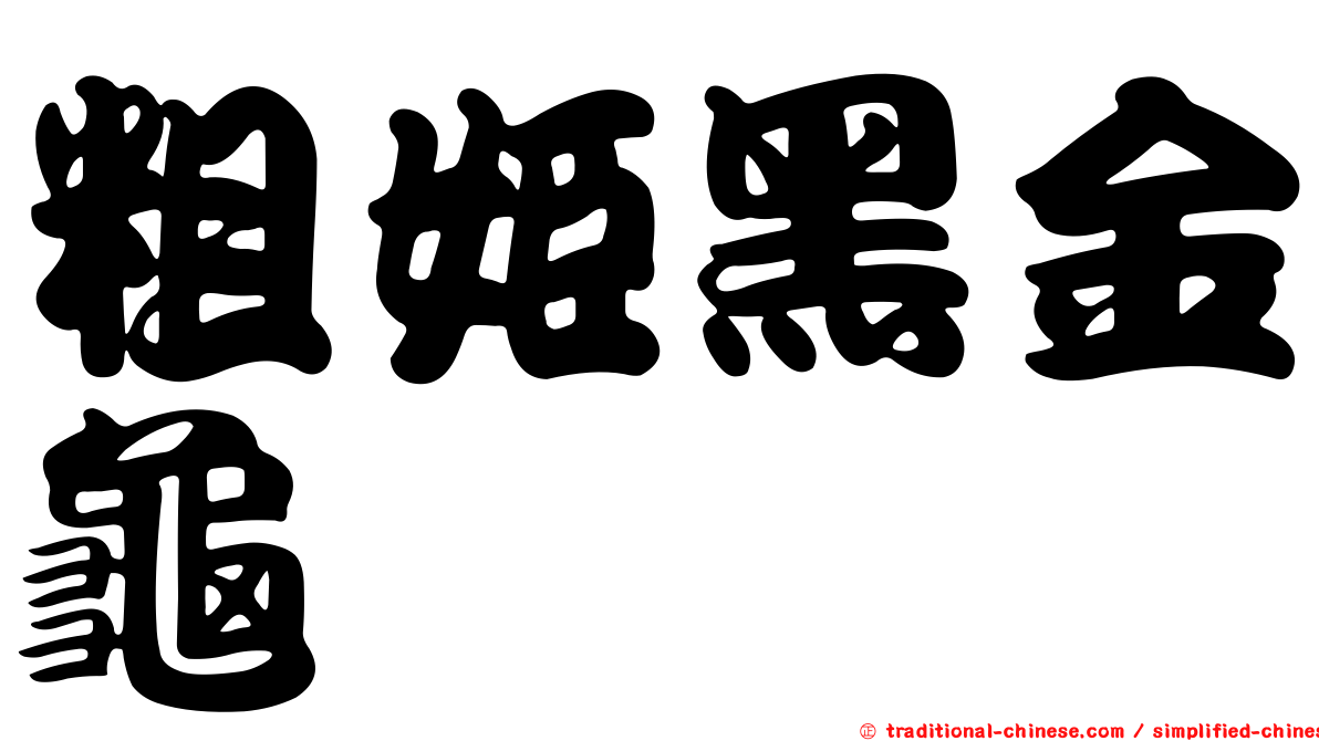 粗姬黑金龜