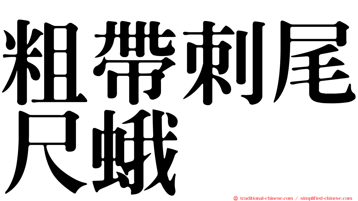 粗帶刺尾尺蛾