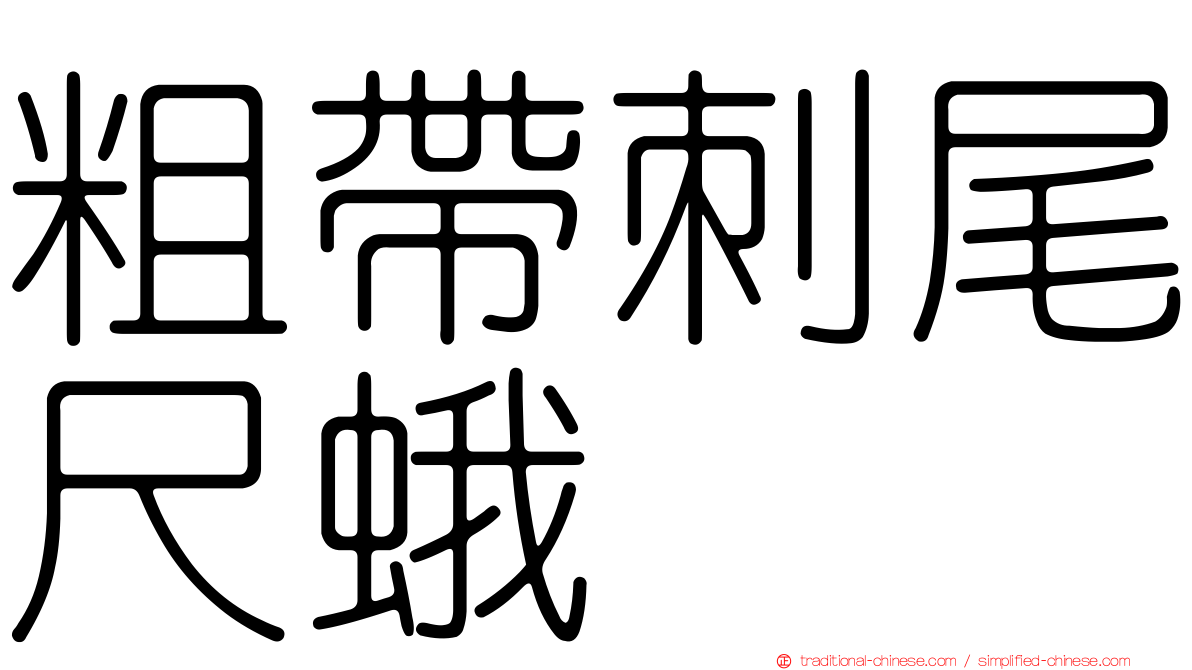 粗帶刺尾尺蛾