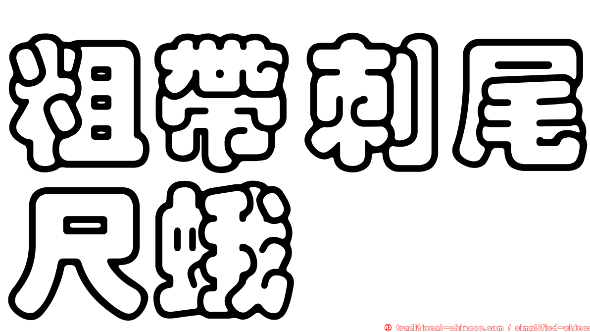 粗帶刺尾尺蛾