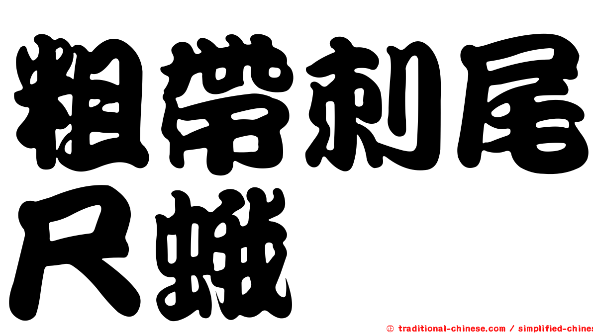 粗帶刺尾尺蛾