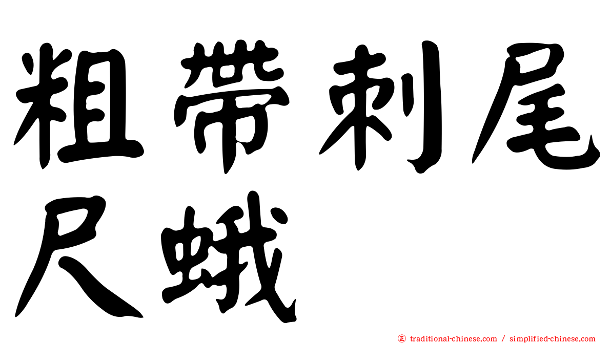 粗帶刺尾尺蛾