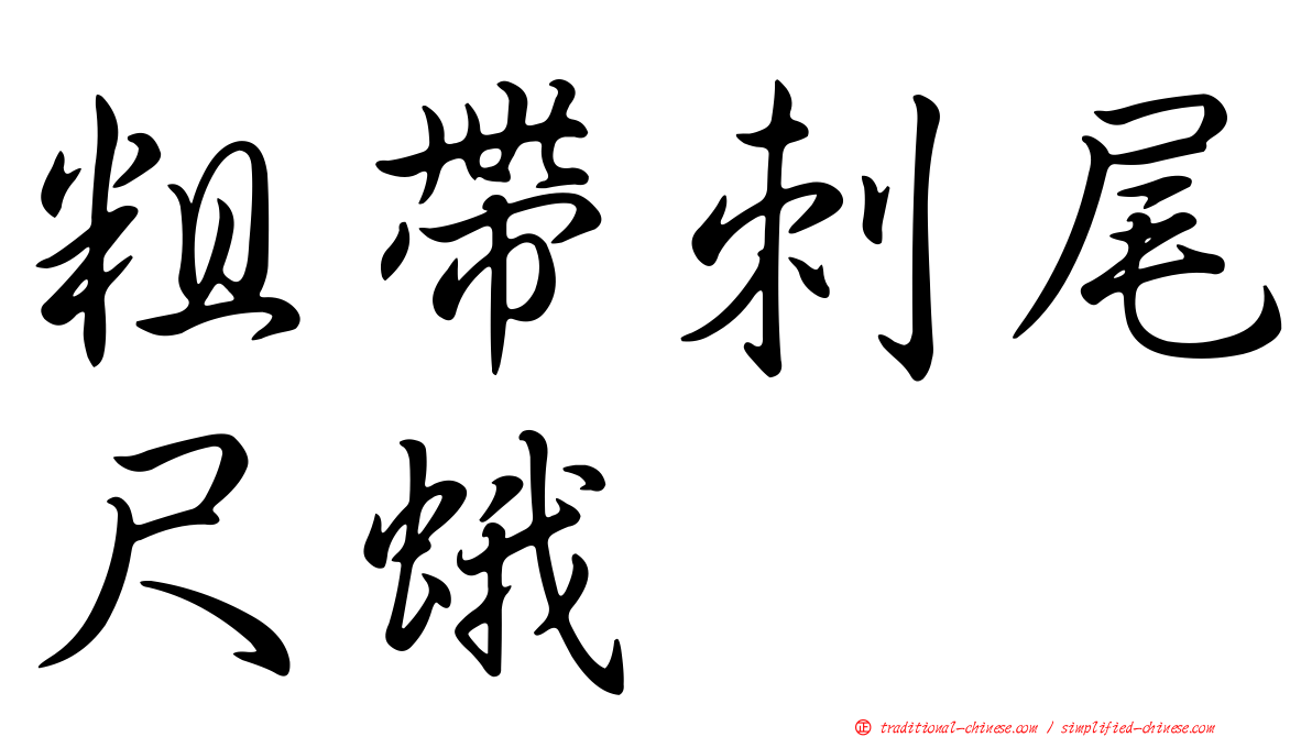 粗帶刺尾尺蛾