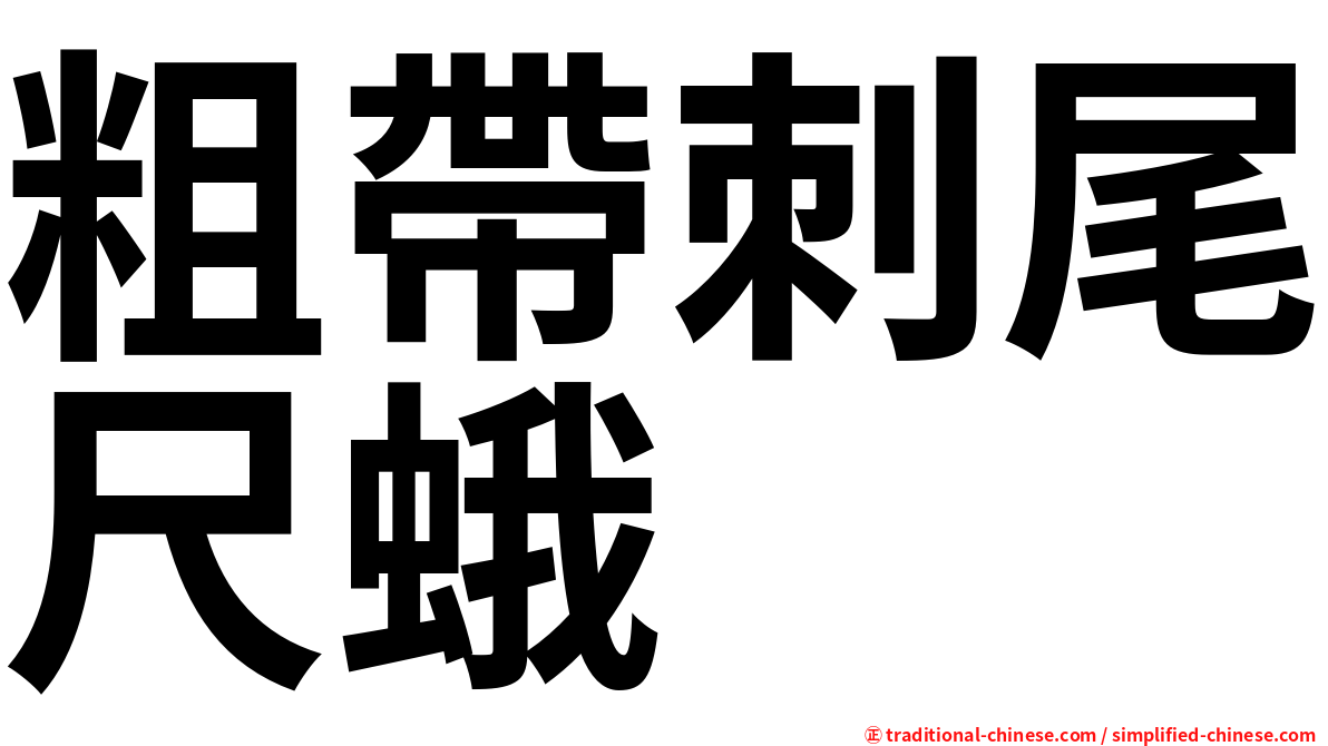 粗帶刺尾尺蛾