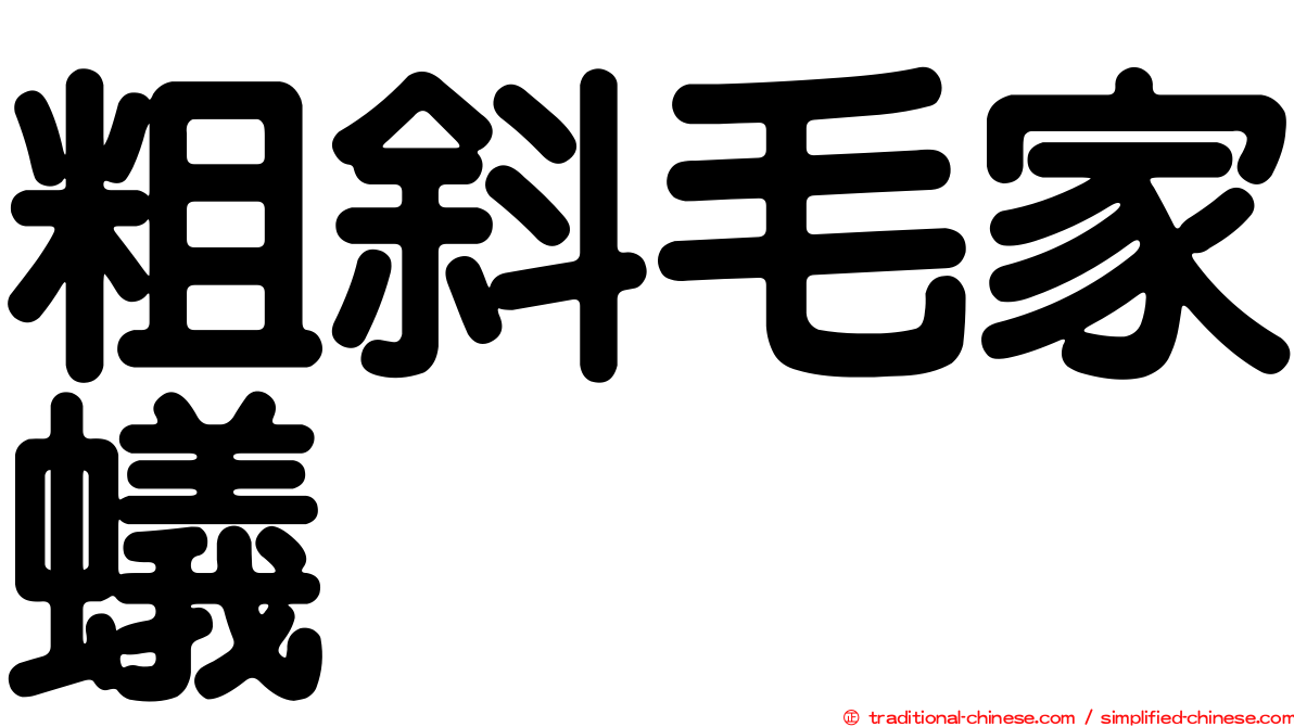 粗斜毛家蟻