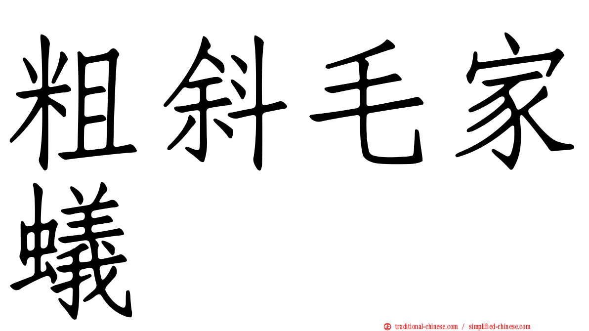 粗斜毛家蟻