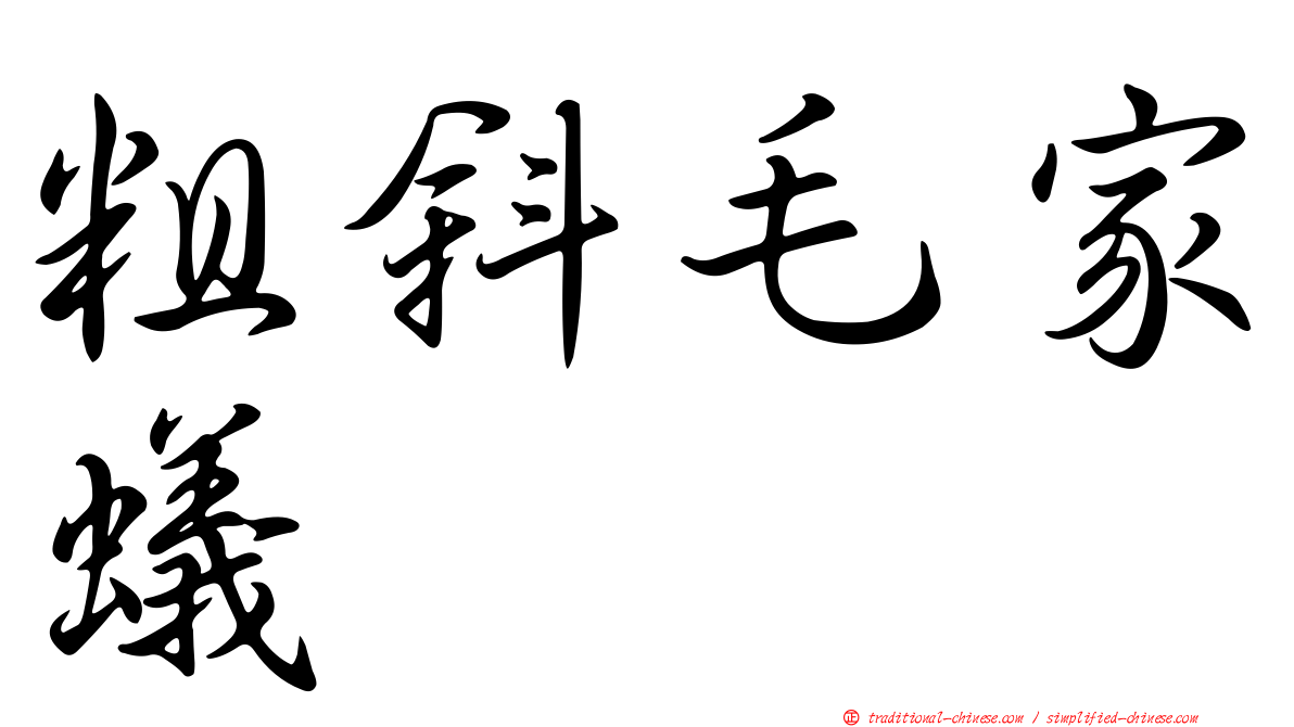 粗斜毛家蟻