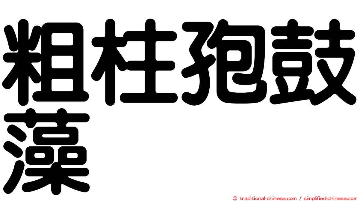 粗柱孢鼓藻