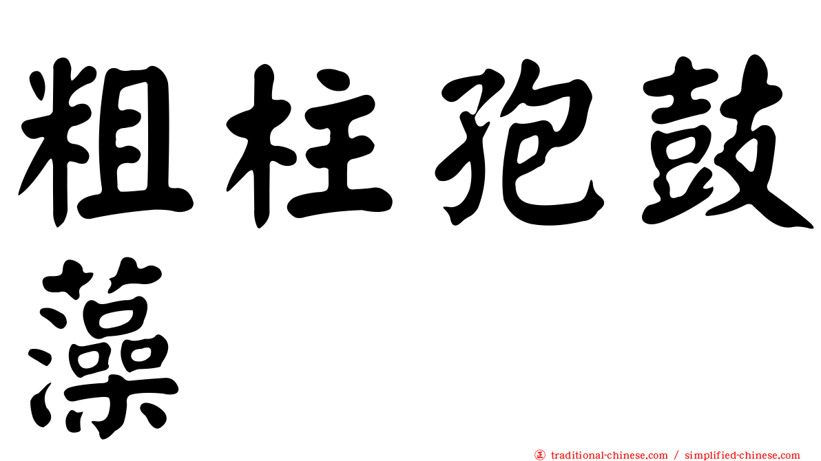 粗柱孢鼓藻