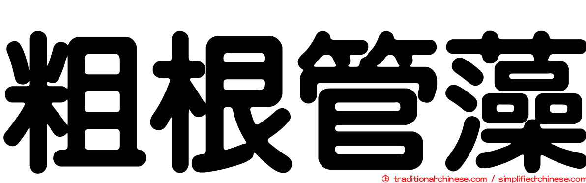 粗根管藻