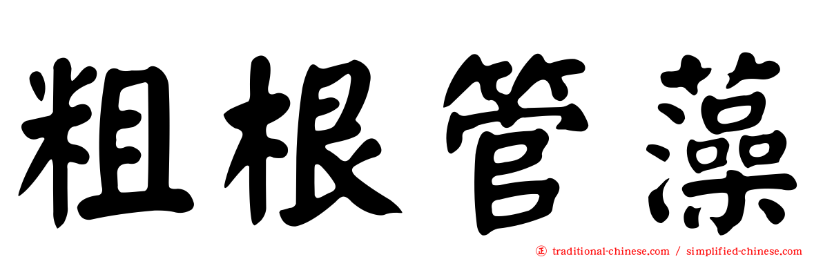 粗根管藻